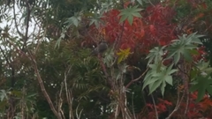 Sialia mexicana