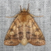 Aspen Twoleaf Tier Moth - Photo (c) Mike V.A. Burrell, some rights reserved (CC BY-NC)