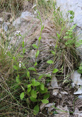 Myosotis australis