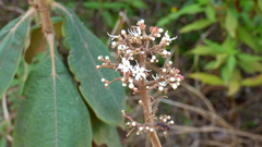 Miconia alata