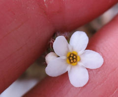 Myosotis australis