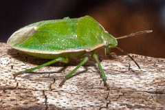 Chlorochroa granulosa