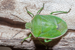 Chlorochroa granulosa