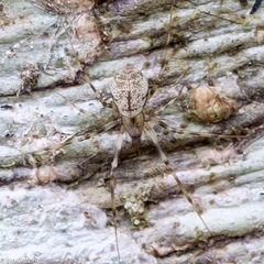 Drapetisca alteranda