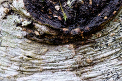 Drapetisca alteranda