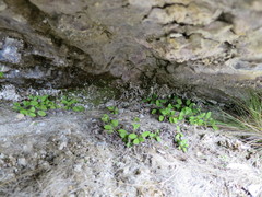 Myosotis australis