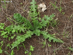 Onopordum carduiforme