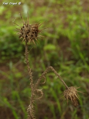 Onopordum carduiforme