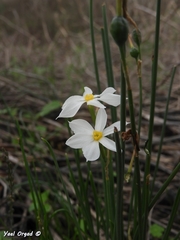 Narcissus deficiens