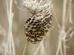 Polistes mongolicus