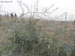 Asparagus horridus