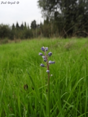 Muscari parviflorum