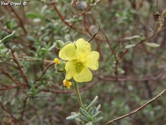 Helianthemum stipulatum