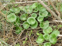 Umbilicus intermedius