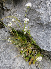 Myosotis australis