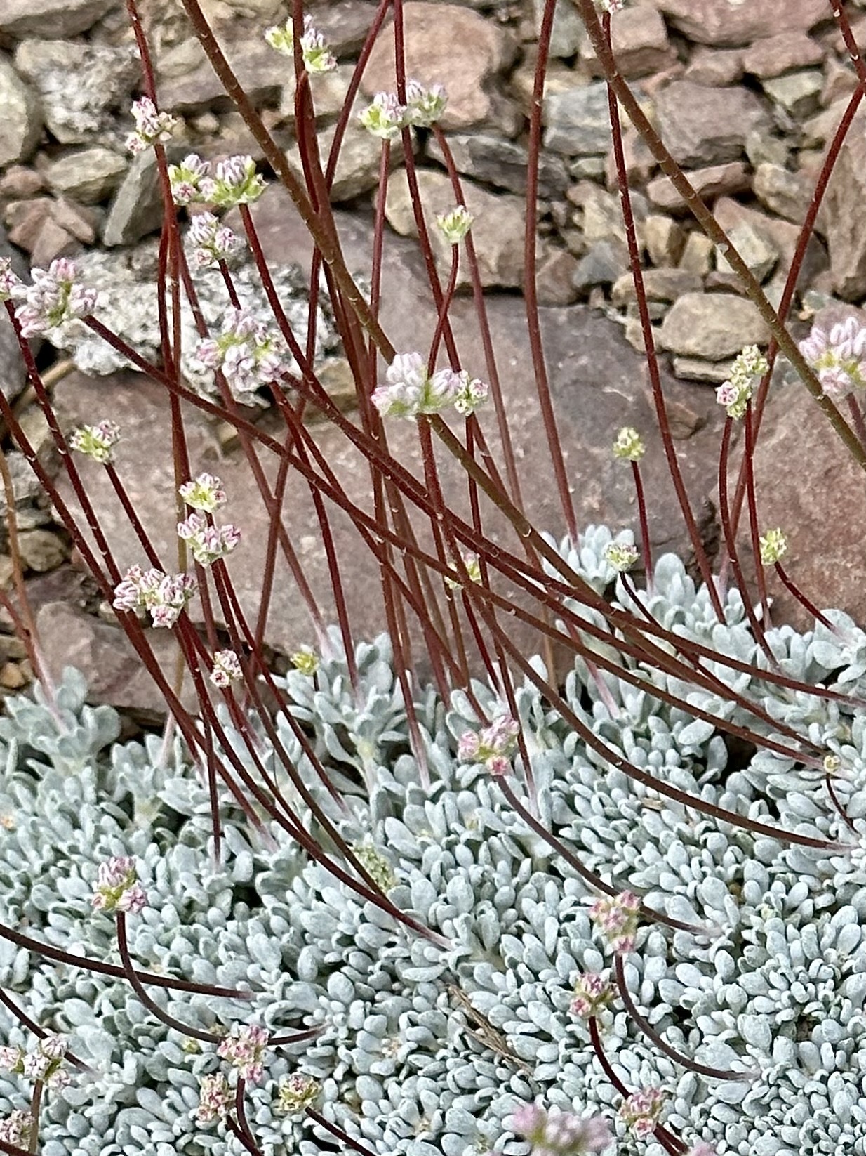 Eriogonum kennedyi