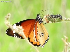 Danaus chrysippus