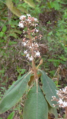 Miconia alata