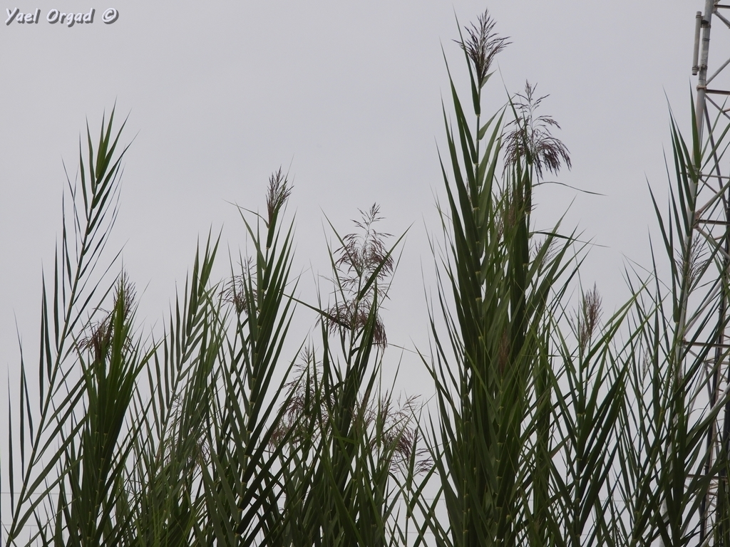 Bushy Reed