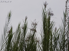 Phragmites frutescens