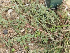 Amaranthus graecizans