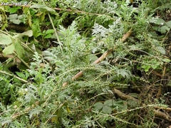 Ambrosia confertiflora