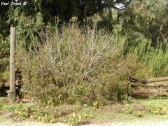 Pistacia terebinthus palaestina