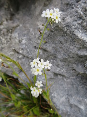 Myosotis australis