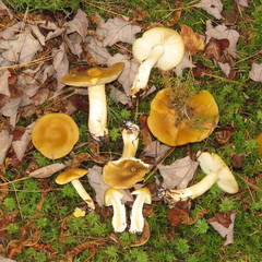 Tricholoma fumosoluteum