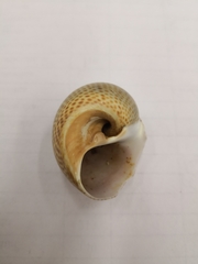 Naticarius stercusmuscarum