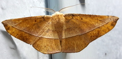 Sarcinodes debitaria