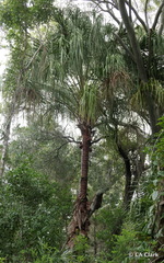 Livistona decora