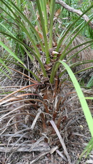 Livistona decora