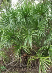Livistona decora