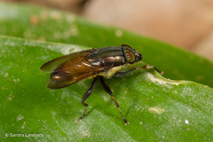 Idiella