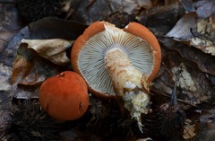 Cystodermella terryi