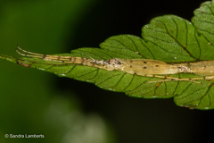 Styringomyia