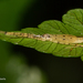 Styringomyia - Photo (c) sandralamberts, algunos derechos reservados (CC BY-NC)
