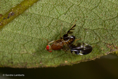 Themara maculipennis