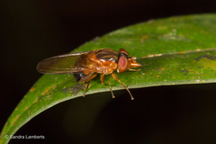 Rhingia