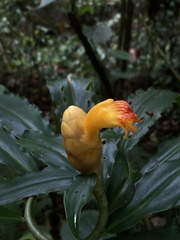 Costus wilsonii image