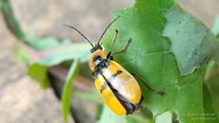 Chauliognathus missionum