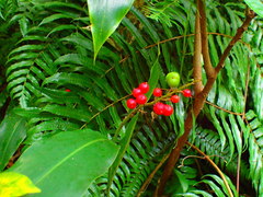 Alpinia intermedia