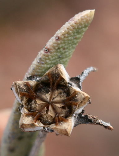 Hereroa acuminata L.Bolus 2