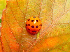 Harmonia dimidiata