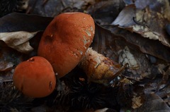 Cystodermella terryi