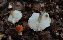 Cystodermella terryi