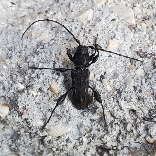 elm bark borer