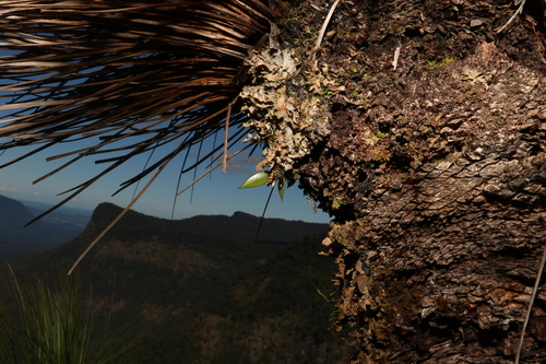 Image of Dendrobium pugioniforme by (c) Greg Tasney, some rights reserved (CC BY-SA)