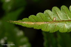 Styringomyia
